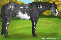 Horse Color:White Spotted Black Splash Frame 
