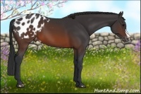 Horse Color:Brown Appaloosa