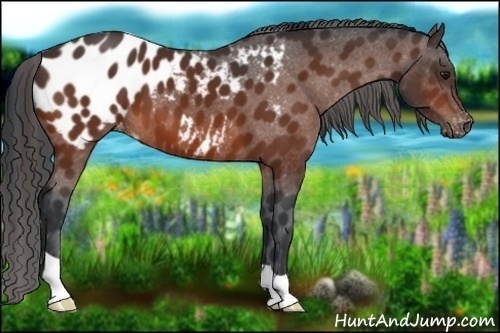Horse Color:Bay Appaloosa 