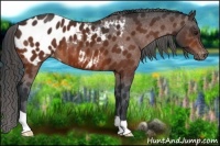 Horse Color:Bay Appaloosa 