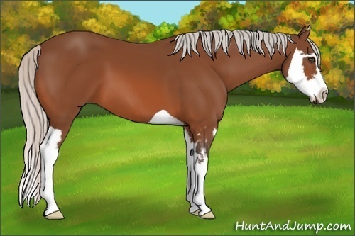 Horse Color:Silver Bay Splash Frame