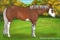Horse Color:Silver Bay Splash Frame