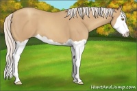 Horse Color:Silver Classic Champagne Splash
