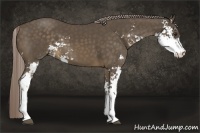 Horse Color:Chocolate Palomino Sabino