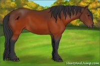 Horse Color:Brown 