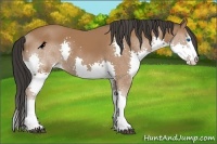 Horse Color:Bay Splash Rabicano 