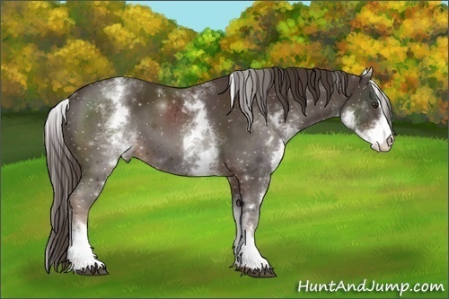 Horse Color:White Spotted Liver Chestnut Sabino 
