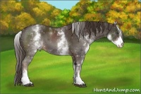 Horse Color:White Spotted Liver Chestnut Sabino