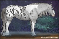 Horse Color:Black Splash Tobiano Blanket Brindle