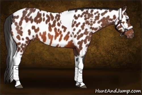 Horse Color:Bay Tobiano Appaloosa 