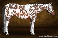 Horse Color:Bay Tobiano Appaloosa 