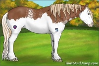Horse Color:White Spotted Chestnut Splash