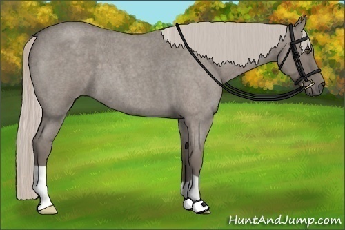 Horse Color:Silver Grullo Roan 