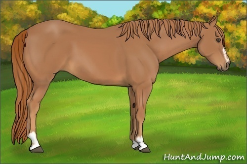 Horse Color:Chestnut Sabino 