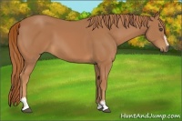 Horse Color:Chestnut Sabino