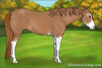 Horse Color:Chestnut Sabino