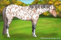 Horse Color:Bay Roan Appaloosa