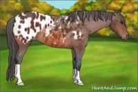 Horse Color:Bay Appaloosa 