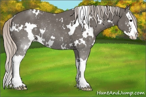Horse Color:White Spotted Silver Black Splash Rabicano