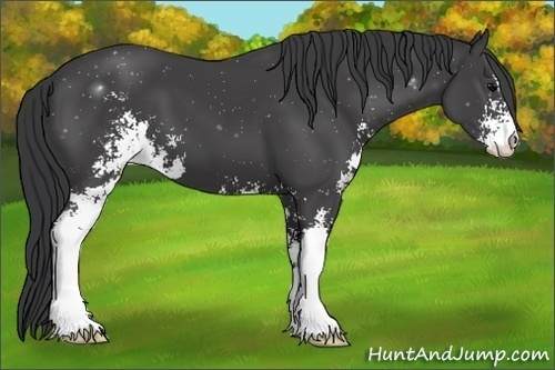 Horse Color:Black Sabino