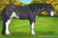 Horse Color:Black Sabino