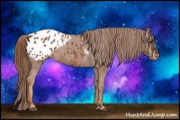 Horse Color:Chestnut Appaloosa 