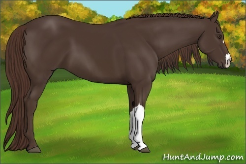 Horse Color:Liver Chestnut 