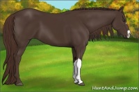 Horse Color:Liver Chestnut