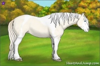 Horse Color:Perlino Dun Tobiano 