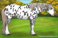 Horse Color:Liver Chestnut Sabino Appaloosa