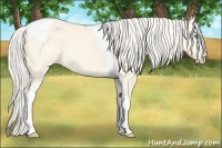 Horse Color:Cremello Dun Tobiano