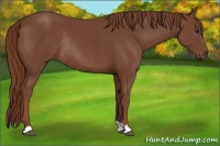 Horse Color:Chestnut Rabicano 