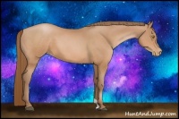 Horse Color:Bay Pearl Sabino 