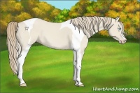 Horse Color:Smoky Creme Dun Tobiano