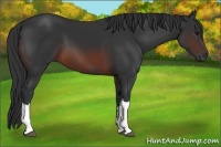 Horse Color:Brown 