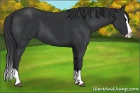 Horse Color:Black Splash