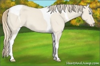 Horse Color:Smoky Creme Dun Tobiano 