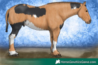 Horse Color:White Spotted Black Chinchilla  Brindle