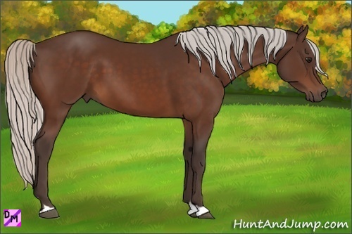 Horse Color:Silver Bay 