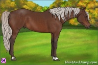 Horse Color:Silver Bay 