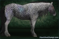 Horse Color:ERROR: UNKNOWN ANOMALY Brindle