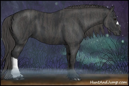 Horse Color:Black  Brindle