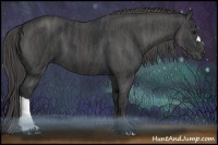Horse Color:Black  Brindle