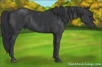 Horse Color:Black  Brindle