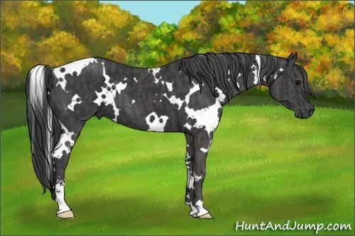 Horse Color:White Spotted Black Sabino  Brindle
