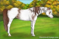 Horse Color:White Spotted Chestnut Sabino