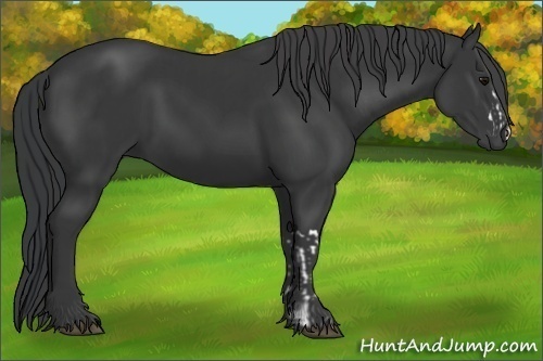 Horse Color:Black  and Black 