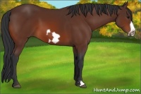 Horse Color:Bay Frame 