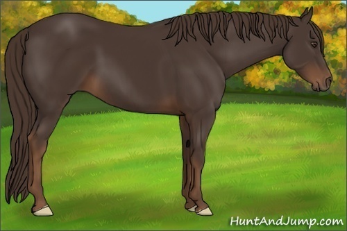 Horse Color:Liver Chestnut Frame 