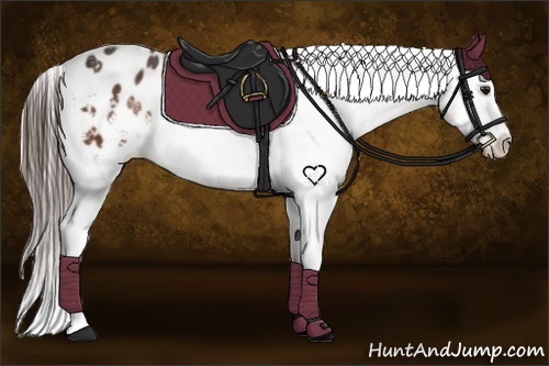 Horse Color:Bay Appaloosa 